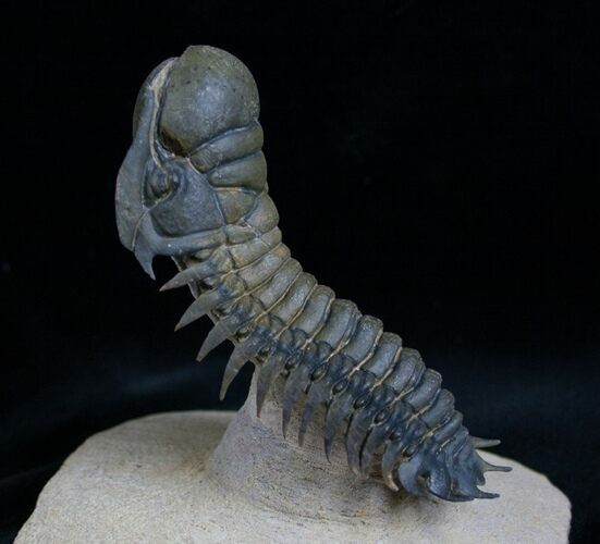 Flying Crotalocephalina Trilobite - Spectacular! #7138